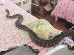 mimpi-melihat-ular-di-kamar-tidur.jpg