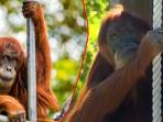 orang-utan_20161105_235832.jpg