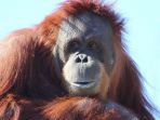 orangutan_20170122_164906.jpg