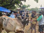 pedagang-sapi-di-bojonggede-bogor.jpg