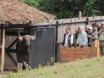 pelepasliaran-banteng-jawa-taman-safari.jpg