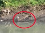 penampakan-buaya-di-kali-grogol_20180528_204844.jpg