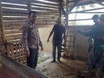 pencurian-sapi-di-ciomas-jelang-idul-adha.jpg