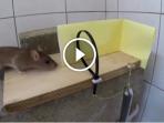 perangkap-tikus_20160902_104659.jpg