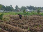 petani-kota-bogor-putar-otak-cari-air-saat-kekeringan.jpg