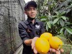 petik-buah-abiu-asal-australia-di-leuweung-geledegan-ecolodge.jpg