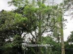 pohon-ditebang_20161128_143048.jpg