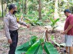 pohon-pisang-warga-rusak-akibat-tren-salam-binjai.jpg