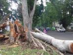 pohon-tumbang-di-semeru_20151105_115603.jpg