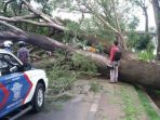 pohon-tumbang_20170205_110346.jpg