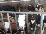 sapi-di-erif-dairy-farm.jpg