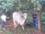 sapi-jokowi-akan-dipotong.jpg