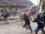 sapi-jokowi-ngamuk.jpg