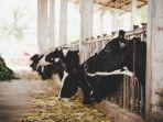 sapi-kurban-hitam-putih.jpg