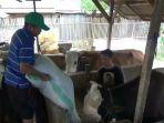 sapi-kurban-jokowi.jpg
