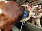 sapi-kurban-milik-presiden-jokowi-di-tangerang.jpg