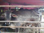 sapi-kurban-yang-dipajang-penjual-di-wilayah-cibinong-kabupaten-bogor-rabu-372019.jpg