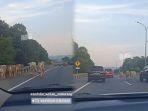sapi-lepas-dan-masuk-jalan-tol-di-Gerbang-Tol-Manyaran-Semarang.jpg