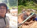 sapi-ngambek.jpg