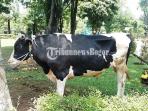 sapi-nurhayanti_20160912_184523.jpg