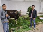 sapi-psmti-tribun-bogor.jpg