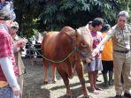 sapi-satu-ton-di-hbq.jpg