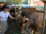 sapi-simental_20170826_165240.jpg