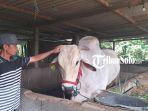 sapi-yang-gagal-dibeli-jokowi.jpg