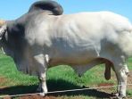 sapi_20170811_224752.jpg