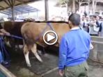 sapi_20170831_111842.jpg