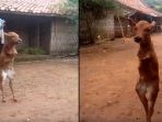 sapi_20171016_170515.jpg