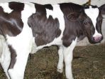 sapi_20180308_221550.jpg