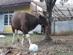 sapi_20180823_172619.jpg