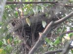 sarang-burung_20180701_105747.jpg