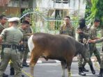satuan-polisi-pamong-praja-satpol-pp-mengamankan-lima-ekor-sapi_20180307_221403.jpg