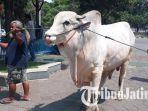 sawiyan-dan-sapi-kurban-milik-presiden-jokowi.jpg