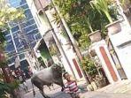 seekor-sapi-yang-kabur-dan-mengeja.jpg