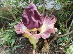 suweg-merupakan-tumbuhan-anggota-genus-amorphophallus.jpg