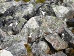 temukan-burung-di-tumpukan-batu-ini_20160705_115257.jpg