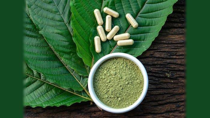 INTIP Khasiat Daun Kratom, Sembuhkan Sejumlah Penyakit dan Efeknya Bisa Menenangkan Seperti Narkoba