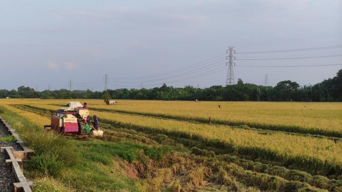 Petani Cirebon Beralih ke Pertanian Ramah Lingkungan, Hasil Panen Padi Semi Organik Melonjak