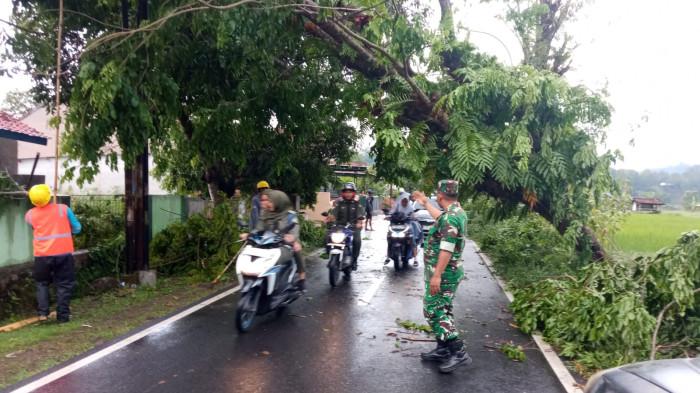 Pohon Tumbang dan Atap Sekolah Rusak Saat Hujan Disertai Angin Kencang di Kuningan