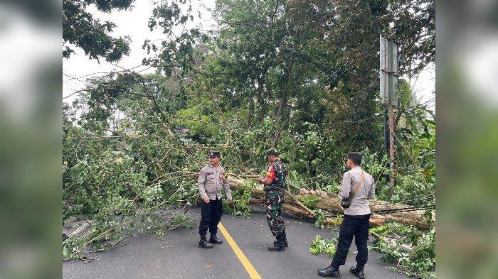 Pohon Tumbang di Jalaksana, Tutupi Jalur Cirebon-Kuningan, Arus Lalu Lintas Sempat Dialihkan