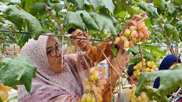 Asyiknya Petik Anggur Sendiri di Green House Anggocip Ciamis, Cocok Dicoba Saat Liburan Tahun Baru