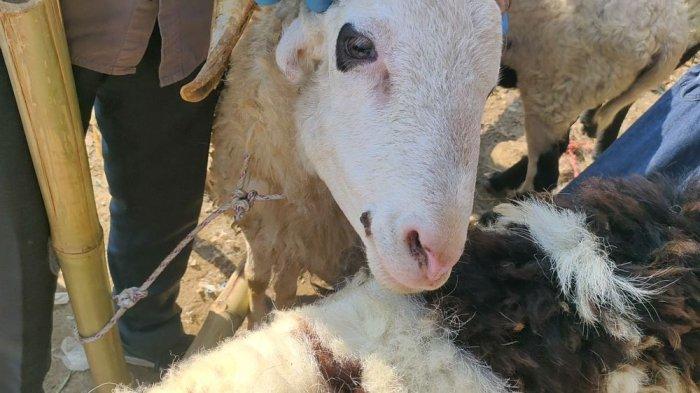 Ada Temuan Penyakit Orf Saat Pengecekan Hewan Kurban Kambing di Majalengka, Apa Itu?
