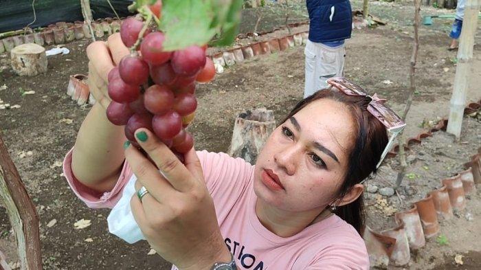 Asyiknya Memetik Buah Anggur di Ciganjeng Pangandaran Langsung, Bisa Icip-icip Dulu