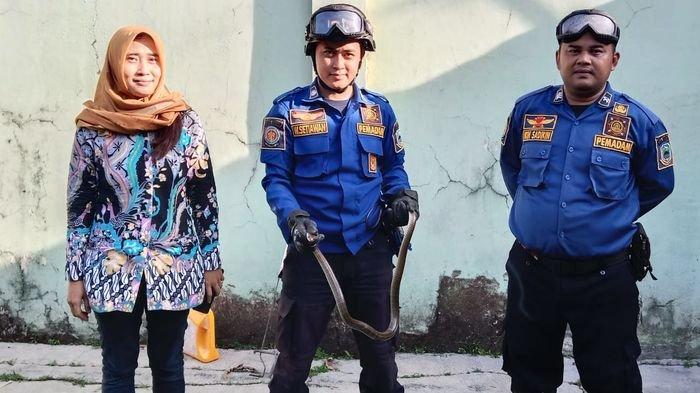 Bocah 11 Tahun di Kuningan Ketakutan Lihat Ular di Pekarangan Rumah Langsung Lapor ke Ibunya