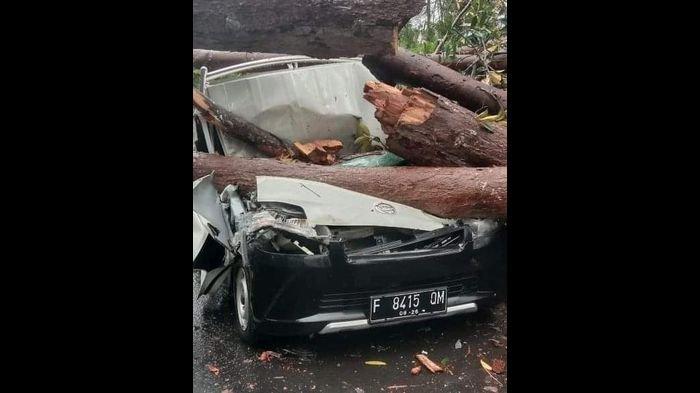 Pohon Tumbang di Sukabumi Makan Korban Jiwa, 2 Pemotor dan Bocah 7 Tahun Tewas