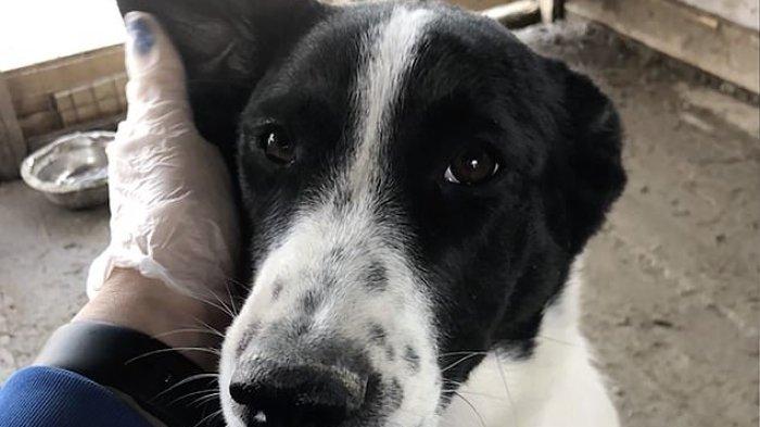 Baru Diadopsi Pasutri, Anjing Ini Malah Disantap Oleh Si Tuan, Tulangnya Sampai Digerogoti