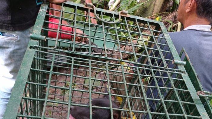 Macan Tutul Tak Muncul, BKSDA Bongkar Kandang Jebakan, Bagaimana Nasib Anjing yang Dijadikan Umpan?